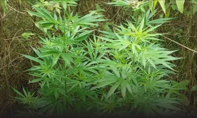 À Eau-Bleue et dans le sud : des plants de cannabis déracinés par la SST