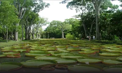 Budget 2022/23 : Rs 150 millions pour les jardins botaniques