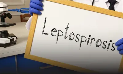 Leptospirose : 5 cas actifs à Maurice 