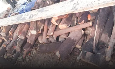 Gros-Cailloux : deux voleurs de bois de santal pris en flagrant délit