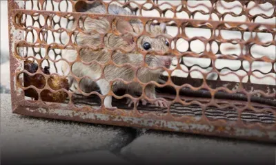 Leptospirose : la vigilance rehaussée 