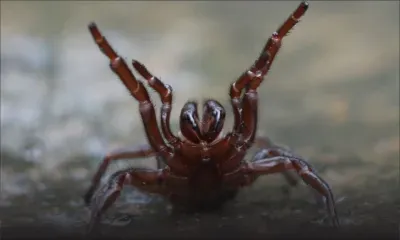 Le plus gros spécimen de l’araignée la plus venimeuse du monde découvert en Australie