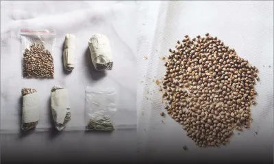 Trafic de cannabis : 5 200 semences et des paquets de cannabis saisis à Roche-Brunes