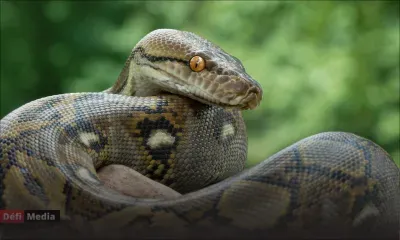 Un python de 5 mètres avale une femme en Indonésie