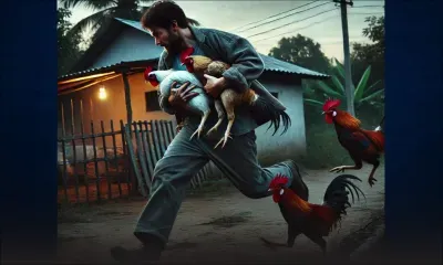 [Insolite] Bambous : un voleur de coqs armé sème la panique !