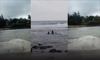 Au large de Souillac : découverte d’un baleineau