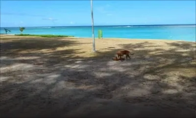 Prolifération d’algues sur la plage et dans le lagon de Flic-en-Flac