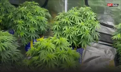 Sainte-Croix : Une culture de cannabis indoor découverte, Rs 890 000 de drogue saisie