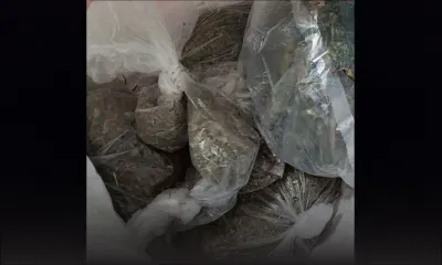 Saisie de Rs 11 millions de cannabis chez un couple à Goodlands