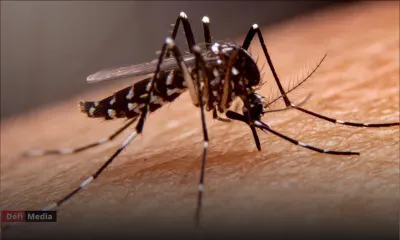 La mortalité due au paludisme est redescendue à son niveau d'avant Covid, dit l'OMS