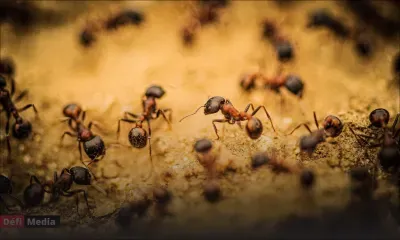 Deux Belges de 18 ans poursuivis au Kenya après avoir capturé des milliers de fourmis