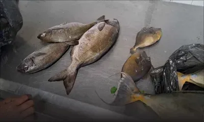 Au marché de Quatre-Bornes : un banyan arrêté en possession des poissons interdits de pêche 