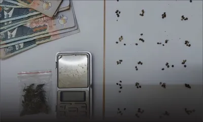 Curepipe : 115 graines de cannabis et de l'argent saisis par la DSU de la Central Division