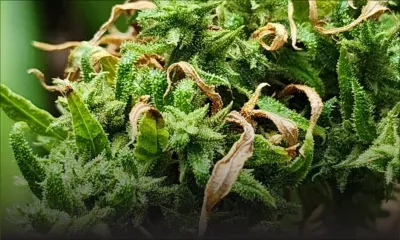 Rodrigues : arrestation d’un homme pris en flagrant délit alors qu'il arrosait des plants de cannabis