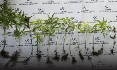 Île d’Ambre, Poudre-d’Or : saisie de plants de cannabis estimés à Rs 1,3 million