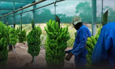 Afrique du Sud : réforme agraire tardive née sur les «cendres de la dépossession»