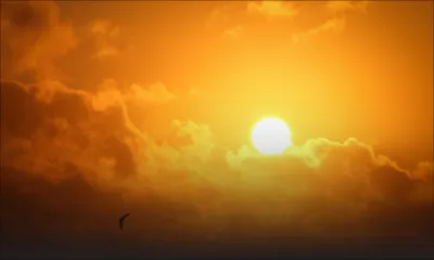 Épidémie de grippe aviaire en Europe : les demandes d’importations de volailles désormais passées à la loupe