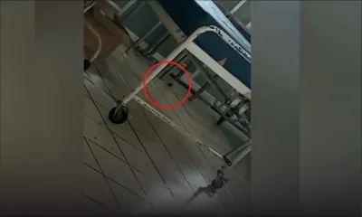 Hôpital Victoria : une souris dans la «Maternity Ward»