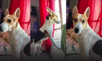 Chien perdu à Rose-Hill : appel à l’aide