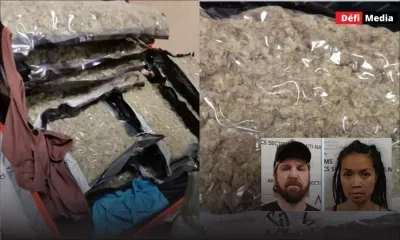 Plaisance : saisie de Rs 58 millions de cannabis sur deux présumés passeurs américains