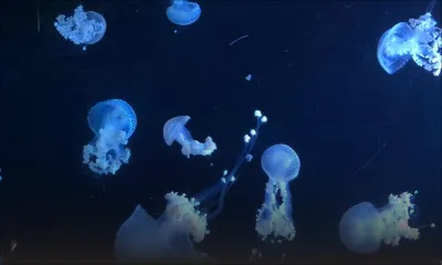 Belle-Mare : alerte aux méduses   