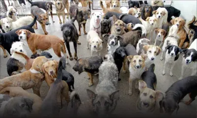 Enregistrement des chiens : la MSAW toujours dans l’attente des vétérinaires privés