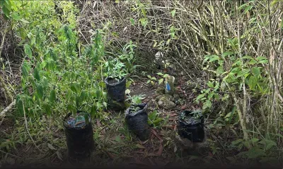 Nouvelle-France : 300 000 roupies de plants de cannabis déracinés