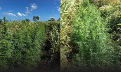 Mon-Choisy : plus de 4 300 plants de cannabis, estimés à Rs 18 millions, déracinés