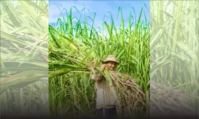 Campagne sucrière 2025 : 141 391 tonnes de sucre produites à ce jour 