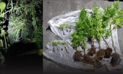 Camp-Marcelin : 14 plants de cannabis déracinés