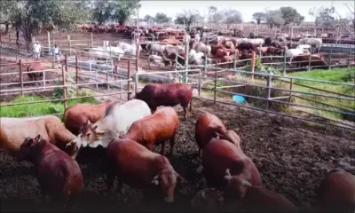 Eid ul Adha 2025 : pas de pénurie de bétail, rassure la compagnie Socovia