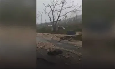 Jamaïque/Ouragan Melissa : images d'arbres déracinés sur une route