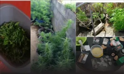 Curepipe : Sa maison servait à la culture d'un demi-million de roupies de cannabis