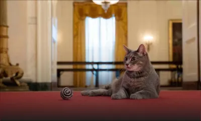 First Cat of the United States": les Biden accueillent Willow à la Maison Blanche