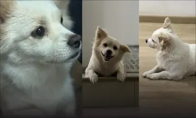 Aidez à retrouver Xiaobai