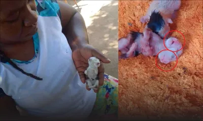 Bambous : naissance rare d'un chaton à deux visages