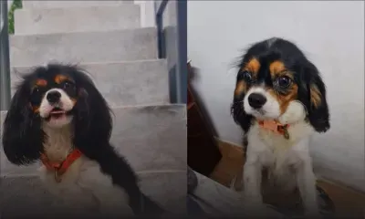 À la recherche de Lady : une habitante de Beau-Bassin piégée par une arnaqueuse