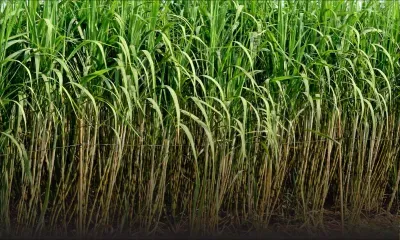 Britannia : découverte du cadavre d’un homme non loin de celui de Lakshana Nowbuth