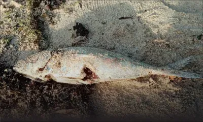 À Butte-à-l’Herbe : des analyses prévues après la découverte de poissons morts