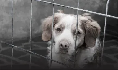 Maltraitance animale : soixante chiens découverts dans un état déplorable à Trou-aux-Biches