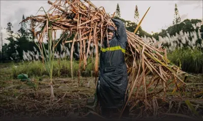 Industrie cannière : une production de 242 000 tonnes de sucre attendue en 2024
