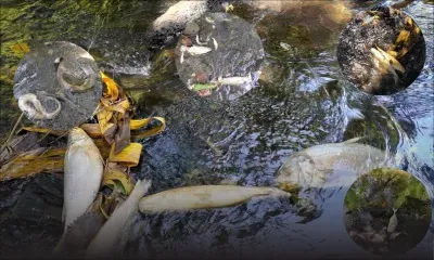 Dans le lagon de Poudre-d’Or : poissons, crabes et anguilles retrouvés morts