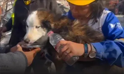 Turquie: le chien Aleks miraculé après 23 jours dans les ruines