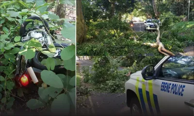 Un travailleur social alerte les autorités sur le danger des branches tombées sur les routes pour les automobilistes