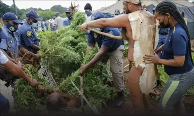 Afrique du Sud : un «roi» autochtone arrêté pour avoir cultivé du cannabis devant la présidence