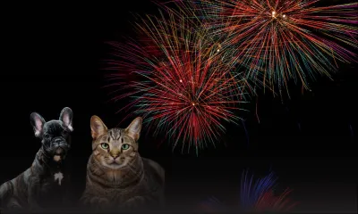 Pétards et feux d’artifice : comment protéger nos compagnons à quatre pattes ?
