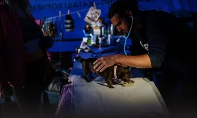 A la frontière ukrainienne, aider les réfugiés en soignant leurs animaux             