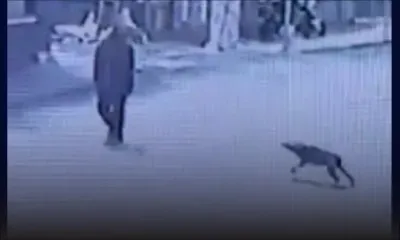 Chiens errants : un quartier de Port-Louis en guerre contre l’inaction