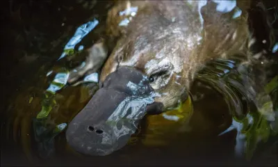 Australie: 2 personnes recherchées pour avoir pris le train avec un ornithorynque
