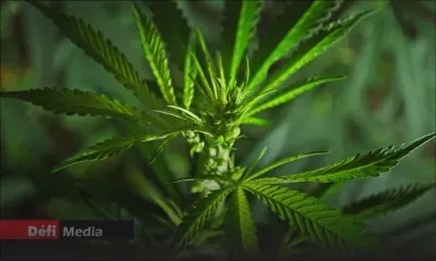 Trois-Mamelles : saisie de 1,7 kg de cannabis dans un champ de canne